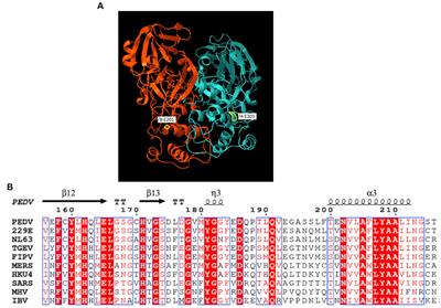 Failure to experimentally infect 10 days-old piglets with a cell culture-propagated infectious stock of a classical genotype 1a porcine epidemic diarrhea virus